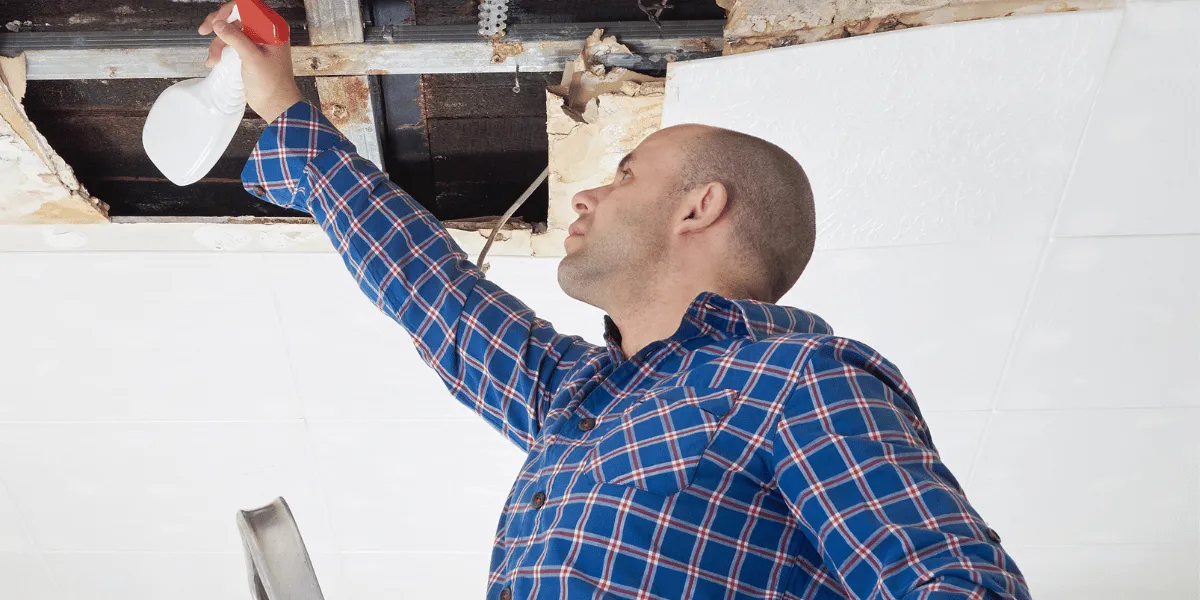 Mold Removal Pros